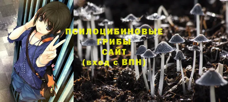 Псилоцибиновые грибы Psilocybine cubensis  Калач 